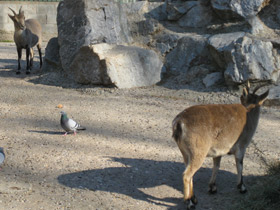 Фото Пиренейский козёл