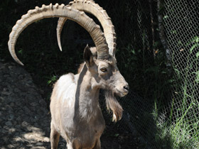 Смотреть фото Сибирский горный козел Фото Сибирский горный козел