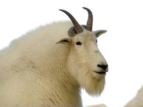 Снежная коза Снежная коза