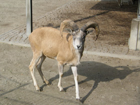 Фото Горный туркменский баран