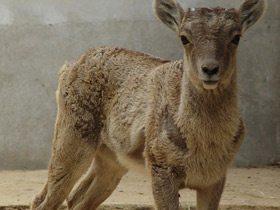 Смотреть фото Гималайский горный баран Фото Гималайский горный баран