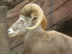 Смотреть фото Самые рогатые животные Фото Самые рогатые животные