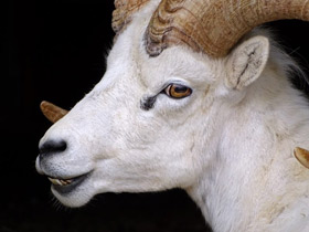 Баран Далла Баран Далла