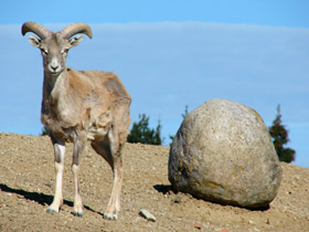 Фото Арменийский муфлон