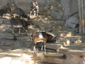 Фото Священные животные Древнего Египта.