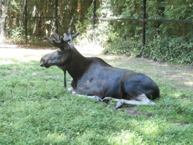 Смотреть фото Лось Фото Лось