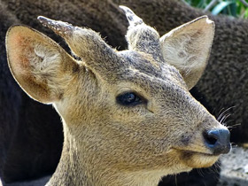 Каламианский олень Каламианский олень