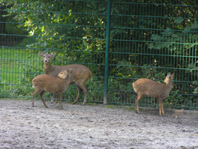 Смотреть фото Свиной олень Фото Свиной олень