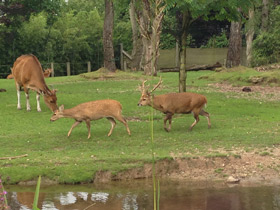 Смотреть фото Свиной олень Фото Свиной олень