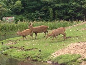 Смотреть фото Свиной олень Фото Свиной олень