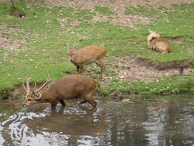 Смотреть фото Свиной олень Фото Свиной олень