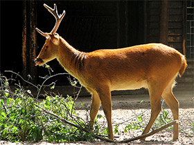 Фото Барасинга