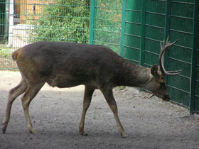 Фото Барасинга