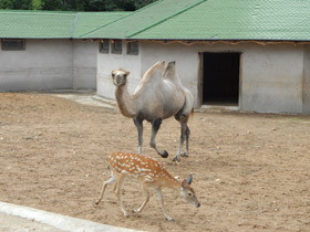 Смотреть фото Уссурийский пятнистый олень Фото Уссурийский пятнистый олень