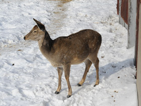 Фото Пятнистый олень