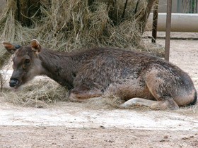 Смотреть фото Индийский замбар Фото Индийский замбар