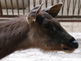 Смотреть фото Индийский замбар Фото Индийский замбар