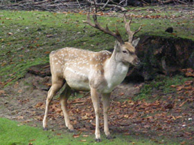 Фото Иранская лань
