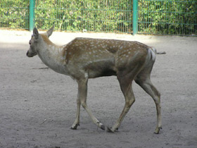 Фото Иранская лань