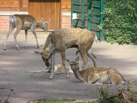 Фото Иранская лань
