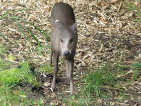 Фото Хохлатый олень