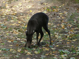 Фото Хохлатый олень