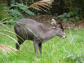 Фото Хохлатый олень