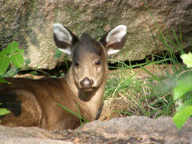 Фото Хохлатый олень
