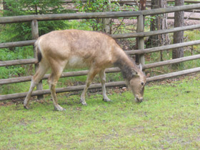 Фото Олень Давида