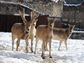 Фото Олень Давида