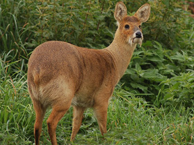 Смотреть фото Водяной олень Фото Водяной олень