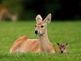 Смотреть фото Водяной олень Фото Водяной олень