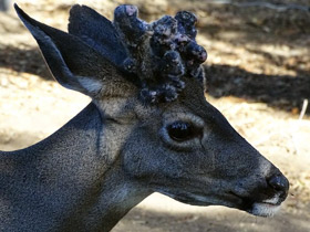 Чернохвостый олень Чернохвостый олень