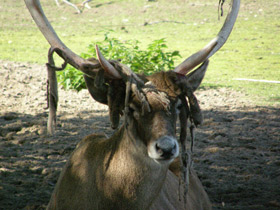 Беломордый олень Беломордый олень