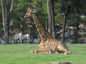 Смотреть фото 10 интересных фактов о жирафах Фото 10 интересных фактов о жирафах