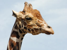 Смотреть фото 10 интересных фактов о жирафах Фото 10 интересных фактов о жирафах
