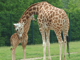 Смотреть фото Жираф Фото Жираф