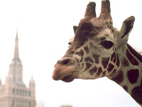 Жираф Жираф