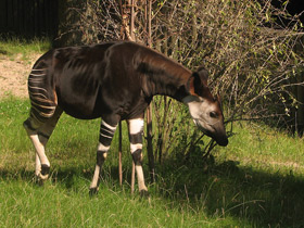 Смотреть фото Окапи Фото Окапи