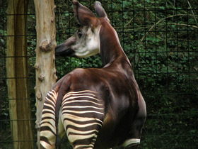 Смотреть фото Окапи Фото Окапи