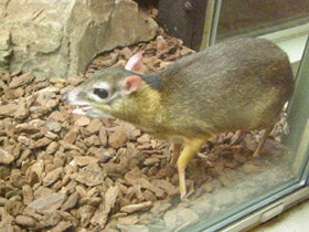 Фото Малый оленёк