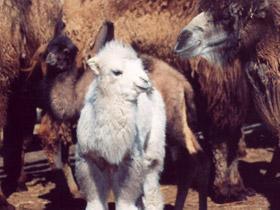 Фото Двугорбый верблюд