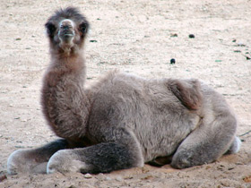 Фото Двугорбый верблюд