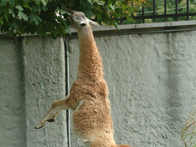 Фото Гуанако