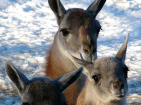Фото Гуанако