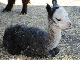 Фото Альпака