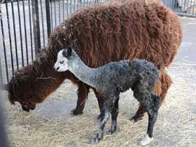 Фото Альпака