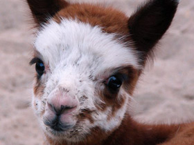 Фото Альпака