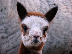 Фото Альпака