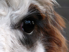 Фото Альпака